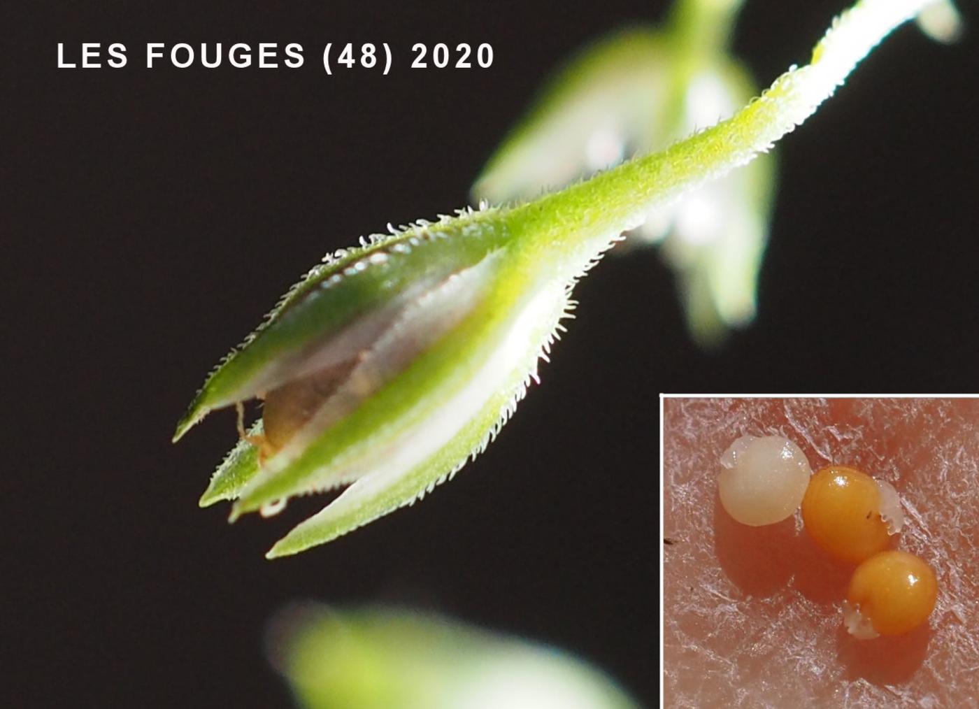 Sandwort, Three-veined fruit